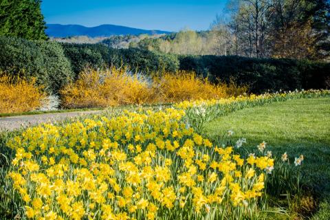 Daffodils in bloom at Gibbs Gardens in Ball Ground, Georgia