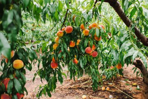 Peach trees at Pearson Farm in Fort Valley, Georgia