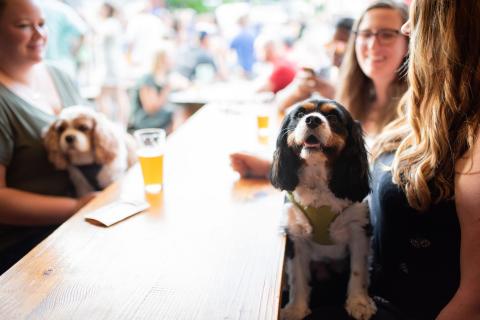 Dog-friendly Roswell, Georgia
