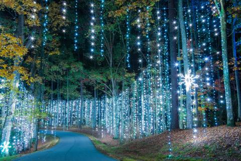 A winding road crawls slightly upwards, surrounded by a forest of tall trees decorated with hanging, sparkling holiday lights at Callaway Resort & Gardens Fantasy in Lights in Pine Mountain, Georgia.