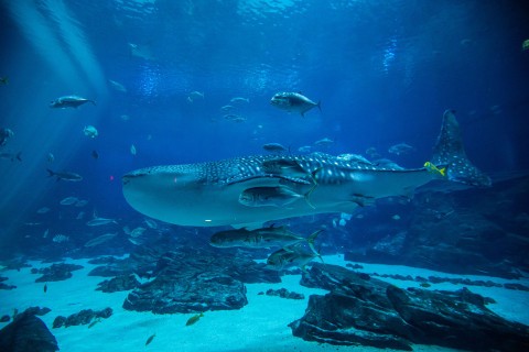 Whale shark at the Georgia Aquarium in Atlanta