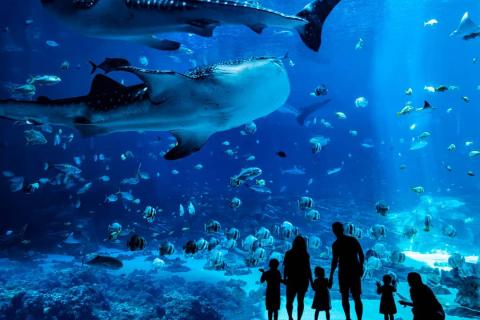 Georgia Aquarium
