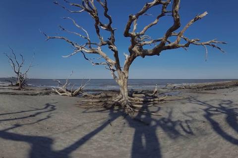 Driftwood Beach on Jekyll Island, Georgia