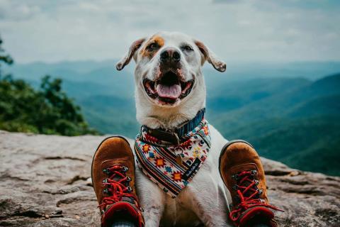 Hiking in Dahlonega, Georgia. Photo by @mymuttbeau
