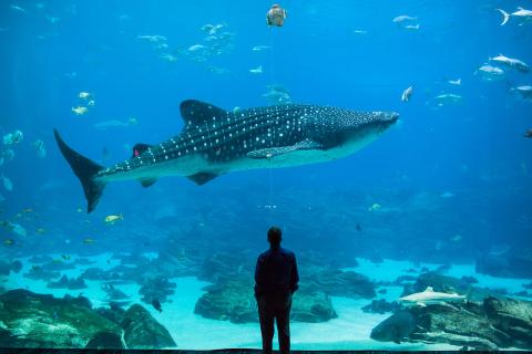 Man looking at sharks at Georgia Aquarium in Atlanta, Georgia