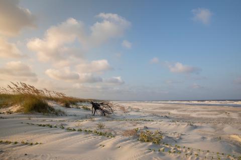 Beach on Cumberland Island, Georgia. Photo by @benjamingalland