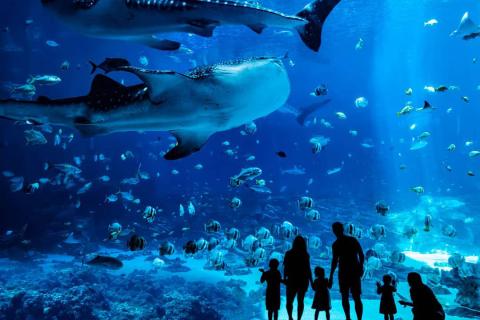 Family in silhouette at Georgia Aquarium in Atlanta, Georgia. Photo by @hesamusicman