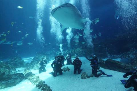 Divers with a whale shark at Georgia Aquarium in Atlanta, Georgia. Photo by @soapartist