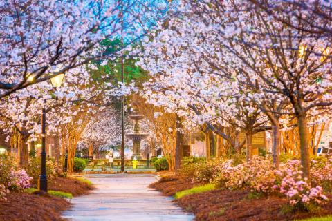 Pink blossoming cherry trees line a walking path