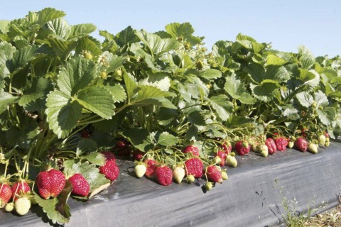 strawberry plants