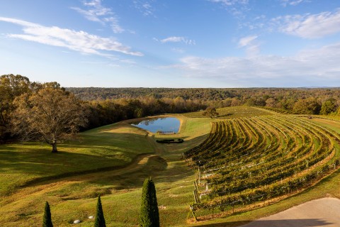 Rows of grape vines line a small pond surrounded by green mountains.