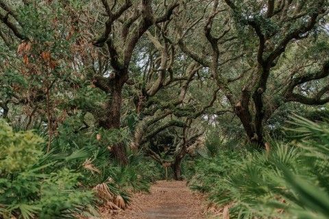 Trail through the trees on Cumberland Island, Georgia