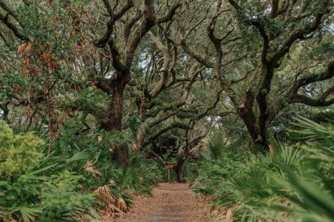 Trail through the trees on Cumberland Island, Georgia