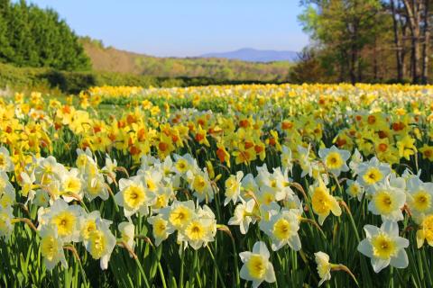 Field of daffodils at Gibbs Gardens in Ball Ground, Georgia