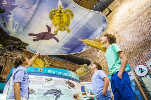 Children pointing at sea turtle exhibit