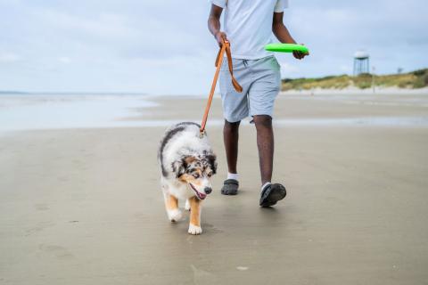 Dog on the beach on Jekyll Island, Georgia