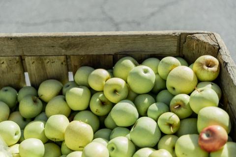 Green apples in Ellijay, Georgia