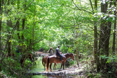 a man and woman riding horses crossing a stream in the woods at Barnsley Resort