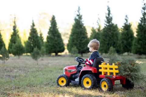 Child driving a small tractor hauling a Christmas tree