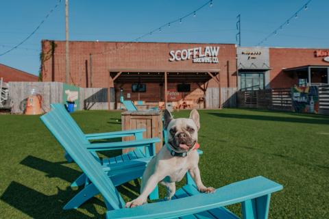 white dog in turquoise blue chairs at Fetch Park in Columbus, Georgia