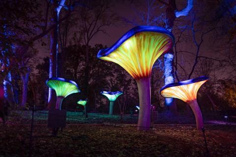 Glowing giant mushroom sculptures in the woods at night