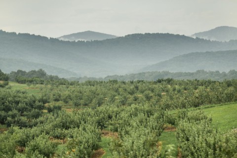 Lush green valley in the mountains in Ellijay, Georgia