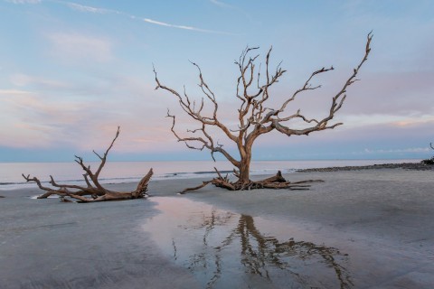 Tranquil sunrise scene on Driftwood Beach on Jekyll Island, Georgia
