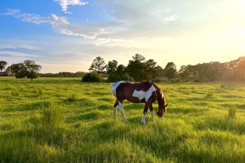 Horse grazing in a field in Lyons, Georgia
