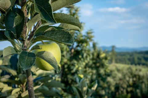 Apple orchard at Mercier Orchards in Blue Ridge, Georgia