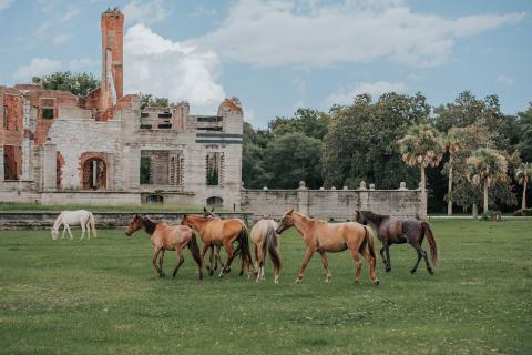 Group of wild horses at Dungeness Ruins on Cumberland Island, Georgia