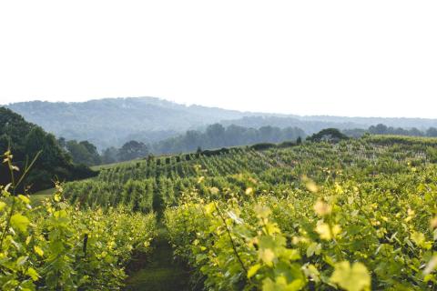 Scenic view of a vineyard with mountains in the background.