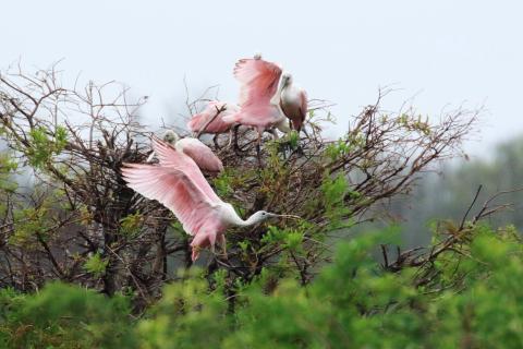 Roseate spoonbills. Photo courtesy of Jeff Jones