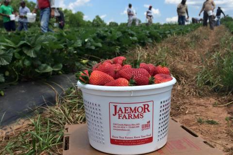 Strawberry Harvest