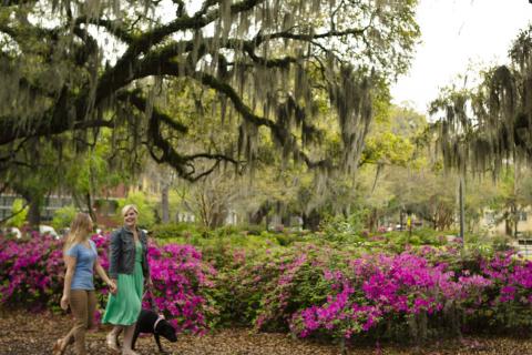 Azaleas blooming in Savannah, Georgia