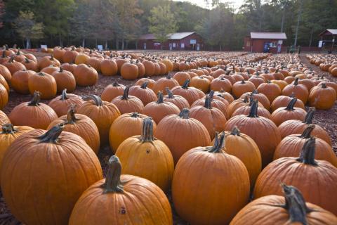 Burt's Farm