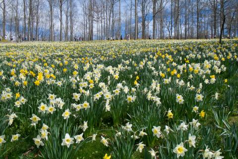 Daffodils at Gibbs Gardens