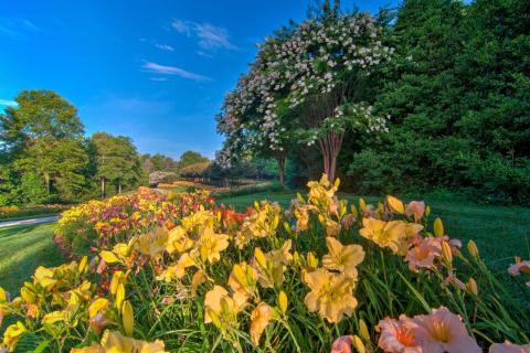 Daylilies at Gibbs Gardens in Ball Ground, Georgia