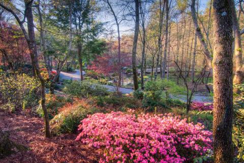 Azaleas at Gibbs Gardens in Ball Ground, Georgia