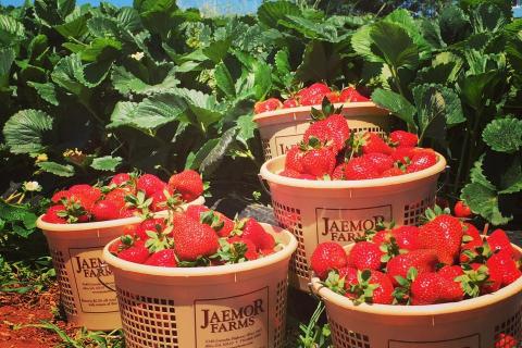 Jaemor Farms strawberries
