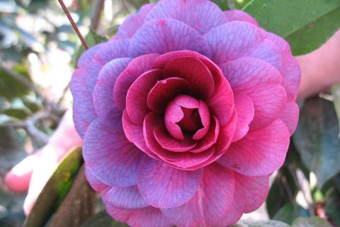 Purple Camellia