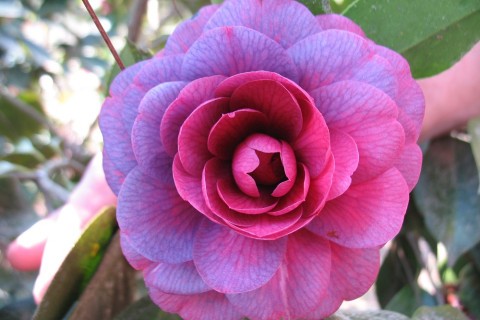 Purple Passion Camellia