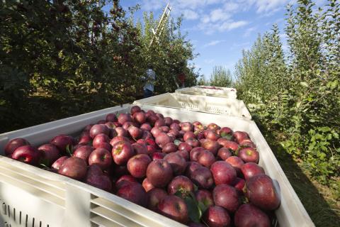 Apples at Mercier Orchards
