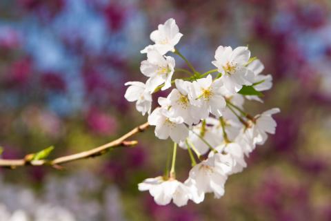 The Cherry Blossom trees are in full bloom in Macon, Georgia.