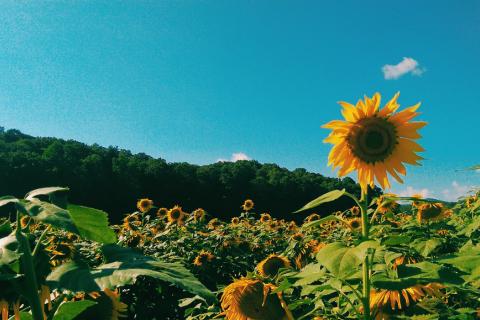 Fausett Farms Sunflowers  in Dawsonville, Georgia
