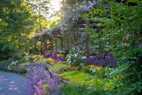 Blooms at dawn on an arbor at Gibbs Gardens in Ball Ground, Georgia