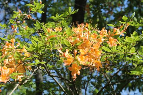 Flame azalea at Gibbs Gardens in Ball Ground, Georgia