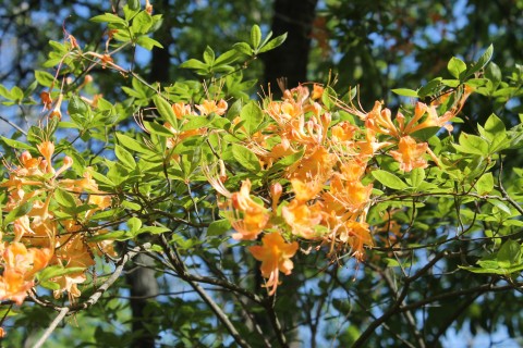 Flame azalea at Gibbs Gardens in Ball Ground, Georgia