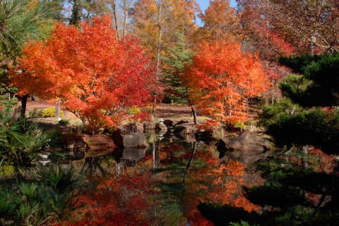 Gibbs Gardens Japanese Garden in the fall