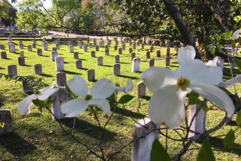 Blooming dogwoods at Historic Oakland Cemetery in Atlanta, Georgia