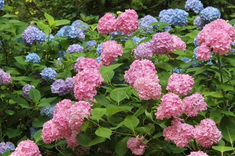 hydrangeas